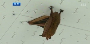 [대전] 황금박쥐가 나타났다!…어린이들 들썩