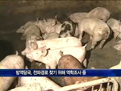 국내 농장에서 2년 만에 발생한 구제역, 전남 영암군에서 확인된 사례입니다.