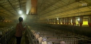 우리 동네 땅에 묻지마!…돼지 매몰놓고 충돌