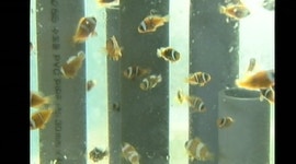 [제주] 니모를 관상어로…해수관상어 첫 수출