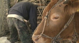 무려 18만 마리 가축 살처분…애타는 워낭소리