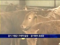 가평에도 구제역 발생, 전국 확산 조짐…강원 명품한우 비상