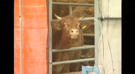 횡성군 구제역 양성판정에 충격…불안감 고조