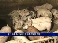 구제역 여주 추가발생, 이천·양평 의심신고…경기 남부 확산