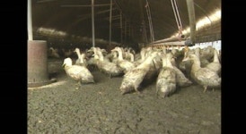 이번엔 영암 오리농장…AI도 전국적 확산 조짐