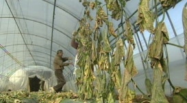 농사 지어도 남는 게 없어…겨울농사 포기 속출