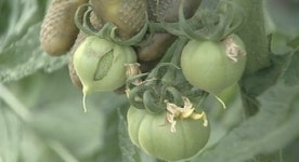 농사를 포기해야 하나…고유가에 시설농가 울상