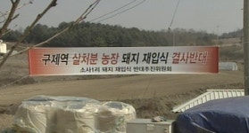 우리마을, 돼지 안된다…살처분 농장 후유증