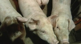 경보 낮춘지 나흘만에…영천서 또 구제역 발생