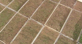 싹이 안 터요 정부 볍씨 불량…속타는 농심