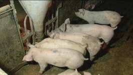 구제역 농가 책임 강화 방역 소홀시 80% 삭감