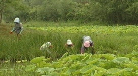 [수도권] 끊임없는 정화활동이 경안천 개선비결
