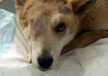 황구학대사건 그 후 이야기 TV동물농장