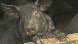 멸종 위기의 토종 돼지…자취 감춘 까닭은?