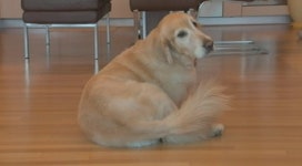 35kg 개 키워도 된다…이웃주민 동의가 관건