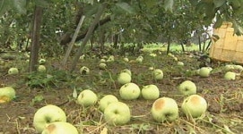 강풍에 사과 우수수…과수농가 태풍 직격탄