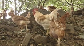 말복에도 행복한 동물들…국내 복지농장 화제