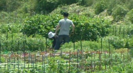 [수도권] 농업 올림픽 세계유기농대회 개최