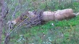 동물농장서 맹수 집단 탈출…공포의 24시간