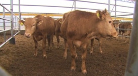 경북 포항 한우농장에서 구제역 의심신고