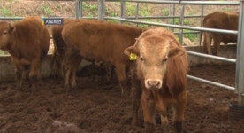 구제역 의심증상 소, 정밀검사결과 음성 판정