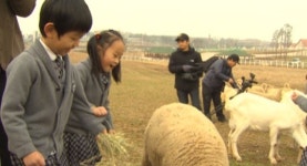 [수도권] 체험형 놀이목장 안성팜랜드 개장