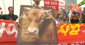 축산 농가 소 끌고 상경 시도, 경찰과 대치중