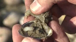 [취재파일] 조개무덤 된 신두리 해변