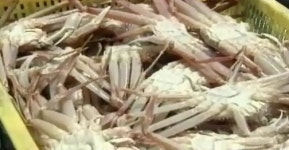 [대구] 대게 속살 찌우는 기술 첫 개발