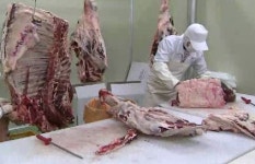 [대전] FTA 시름…홍성 한우, 고급육으로 위기 탈출!