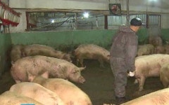 양돈농가들 돼지 출하 중단 선언…삼겹살값 오르나