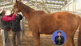 [수도권] 농가에서 말 키워요…목장 늘어