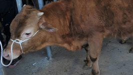 경북 문경서 구제역 의심 한우 신고