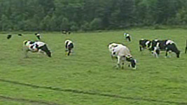 미국 농무부, 광우병 관련 목장 2곳 격리 조치