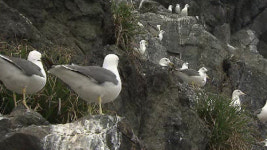 홍도 괭이갈매기떼 장관…번식 시기 빨라져