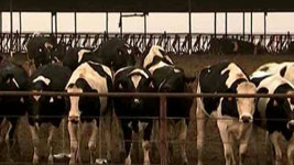 미국, 광우병 발병농장 격리조치 해제