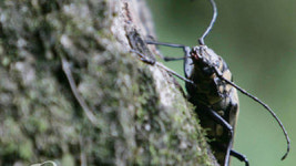 장수하늘소 인공번식 국내 첫 성공