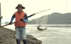 울돌목 이색 볼거리, 팔뚝만한 숭어 뜰채로