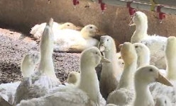 [광주] 추락하는 오리 값…축산농민 시름