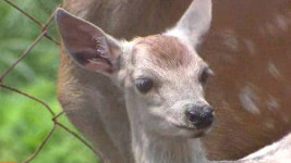 10만분의 1 확률 길조 흰 사슴 태어났다