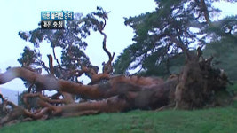 천연기념물 600년 거목, 뿌리째 뽑혔다