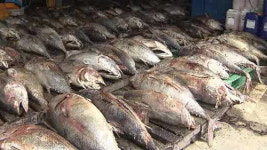 태풍에 참다랑어 양식 직격탄…300마리 폐사