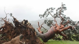 [취재파일] 왕 소나무를 살려 주세요!