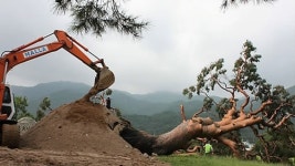 [취재파일] 왕 소나무를 살려 주세요!