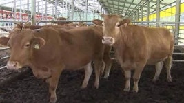 한우 맡기고 돈 빌려요 동산 담보 대출 활기