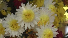 공원에 향기 진동…전국 곳곳 국화꽃 향연