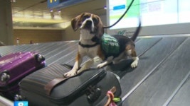 후각만으로 전염병 꼼짝 마…탐지견 맹활약