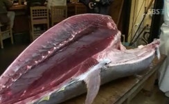 일본서 참치 한마리 18억원에 낙찰…사상 최고