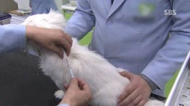 [취재파일] 반려견 등록제? 그게 뭔가요?