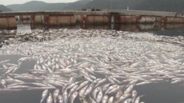 한파에 남해 수온 뚝…양식장 물고기 떼죽음